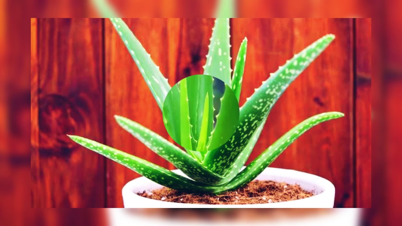 Aloe Vera plant and it’s history YouTube