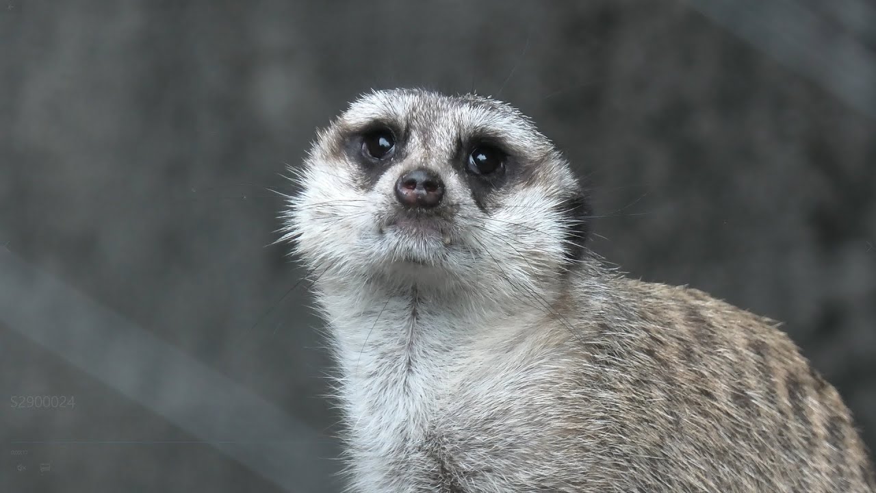 Meerkat (CHIKOZAN PARK ZOO, Saitama, Japan) September 19, 2020