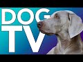 TV FOR DOGS! HOURS of Entertainment for Bored Dogs + Relaxing Music!