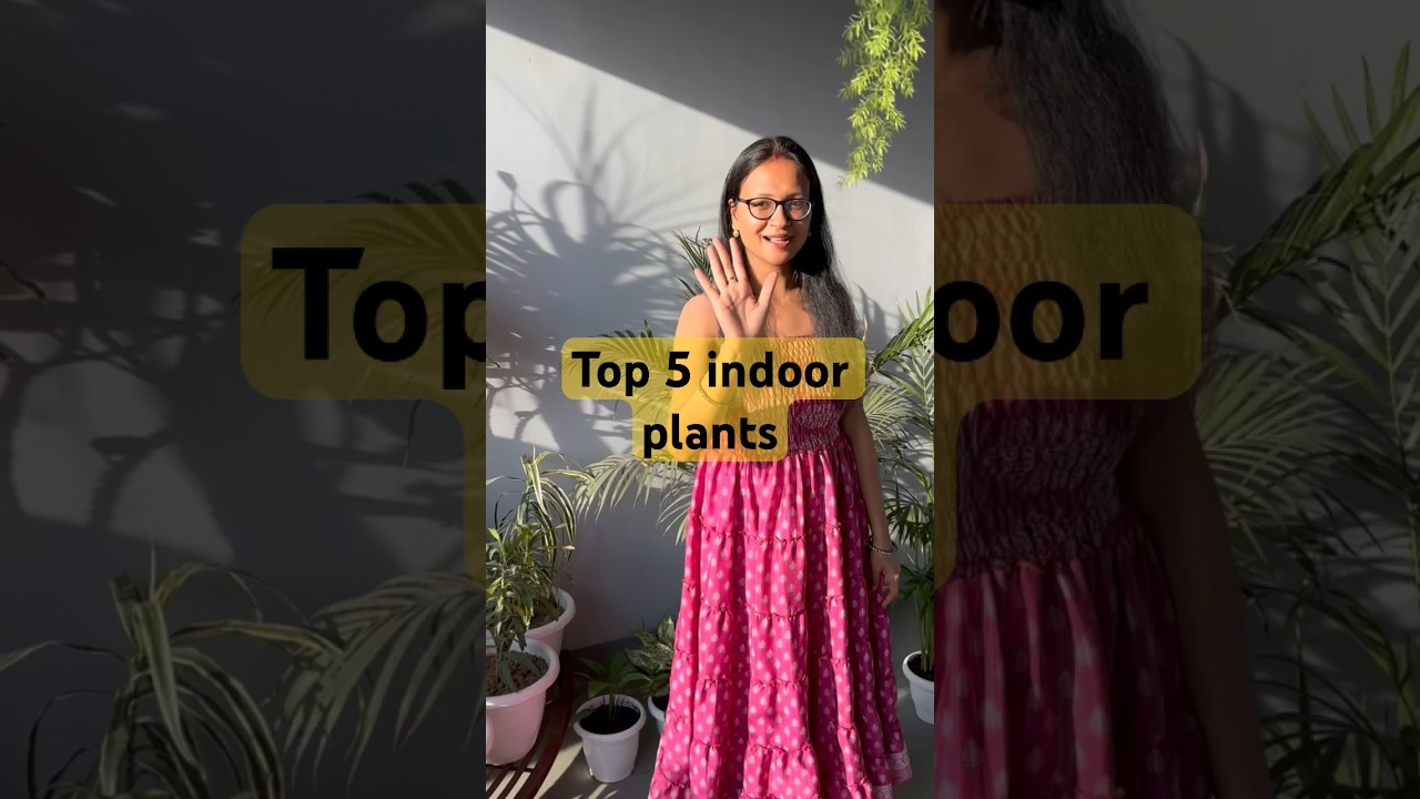 Top 5 indoor plants 