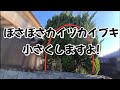 大きくなったカイヅカイブキをコンパクトにして透かします!カイズカイブキ