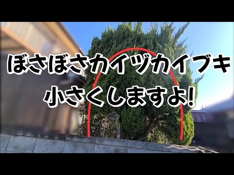 We'll make the large Japanese cypress tree more compact and