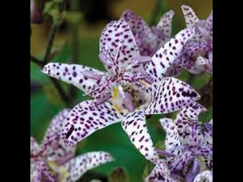Видео: Выращивание жабьих лилий - Посадка цветов жабьих лилий в саду