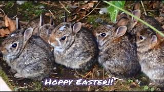 Ruby's adorable Easter eggs | Sweet baby bunny balls of fluff