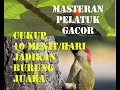 Masteran Burung Pelatuk Gacor Terbaru Dan Terbaik Untuk Kicau Mania Mp3 - Mp4 Download