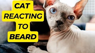 Sphynx Cat Plays with a Beard by Royal Animals 👑 715 views 1 year ago 3 minutes, 34 seconds