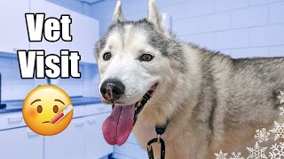 Taking My Husky To the Vet  What's Wrong?