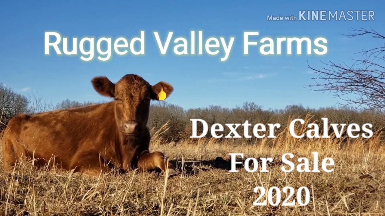 Dexter Calves For Sale in 2020 YouTube