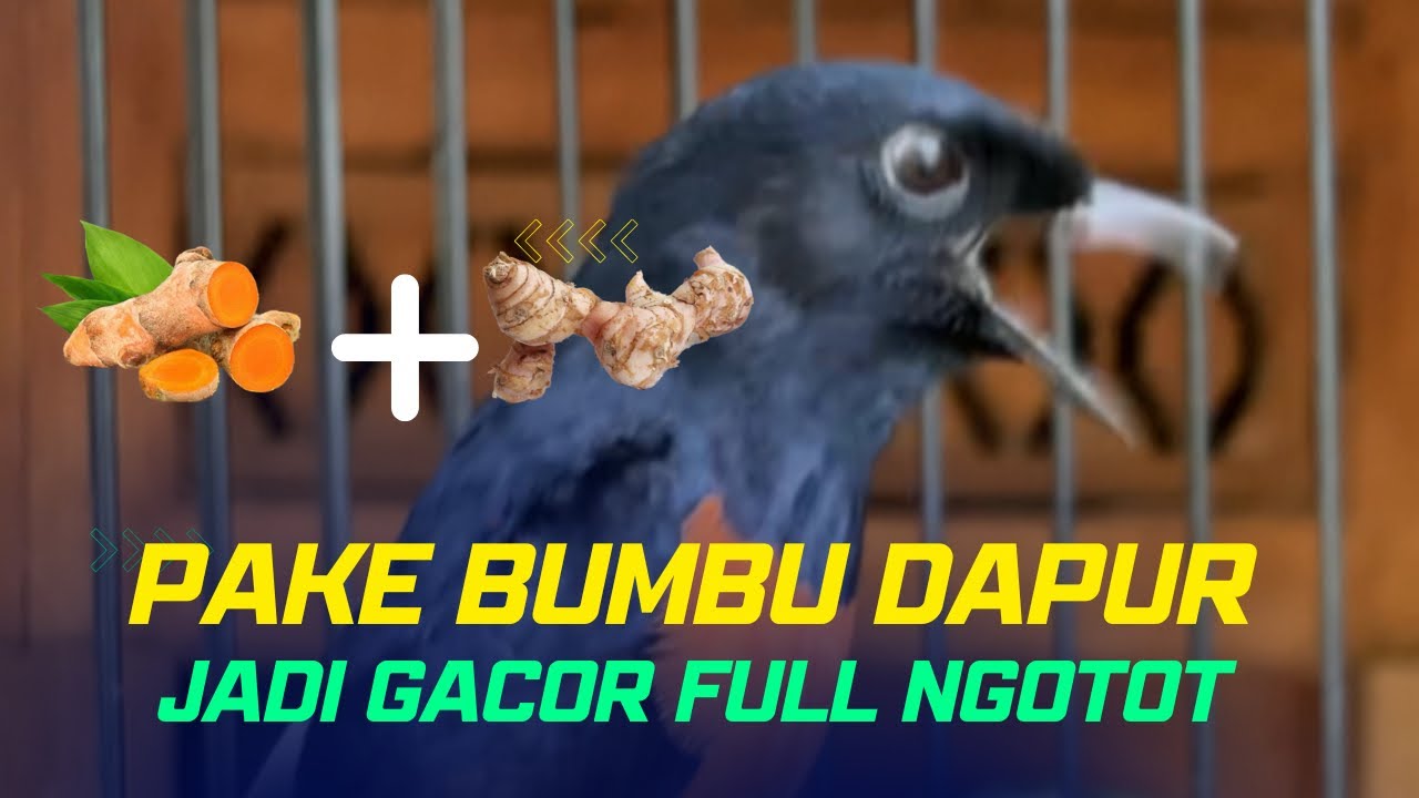 2 Bumbu Dapur Ini Bikin Murai Batu Makin Gacor Maksimal