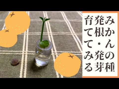 【種から蜜柑】みかんの種を水につける　桃栗三年柿八年、蜜柑は…？　おまけはハンミョウ ~Grow tangerine from seed~