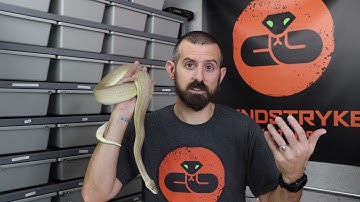 BALL PYTHON SPOTLIGHT - LEOPARD LESSER PEWTER POS HET PIED