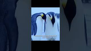 The mother penguin mourns her chick that froze to death. #animals