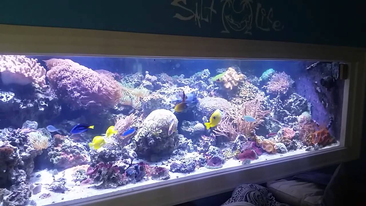 550 diy plywood reeftank 3 years old YouTube