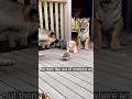 #cat When a tiny hedgehog meets an unexpected guest... Pure chaos!