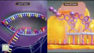 عملية نسخ وترجمة الشفرة الوراثية (DNA)