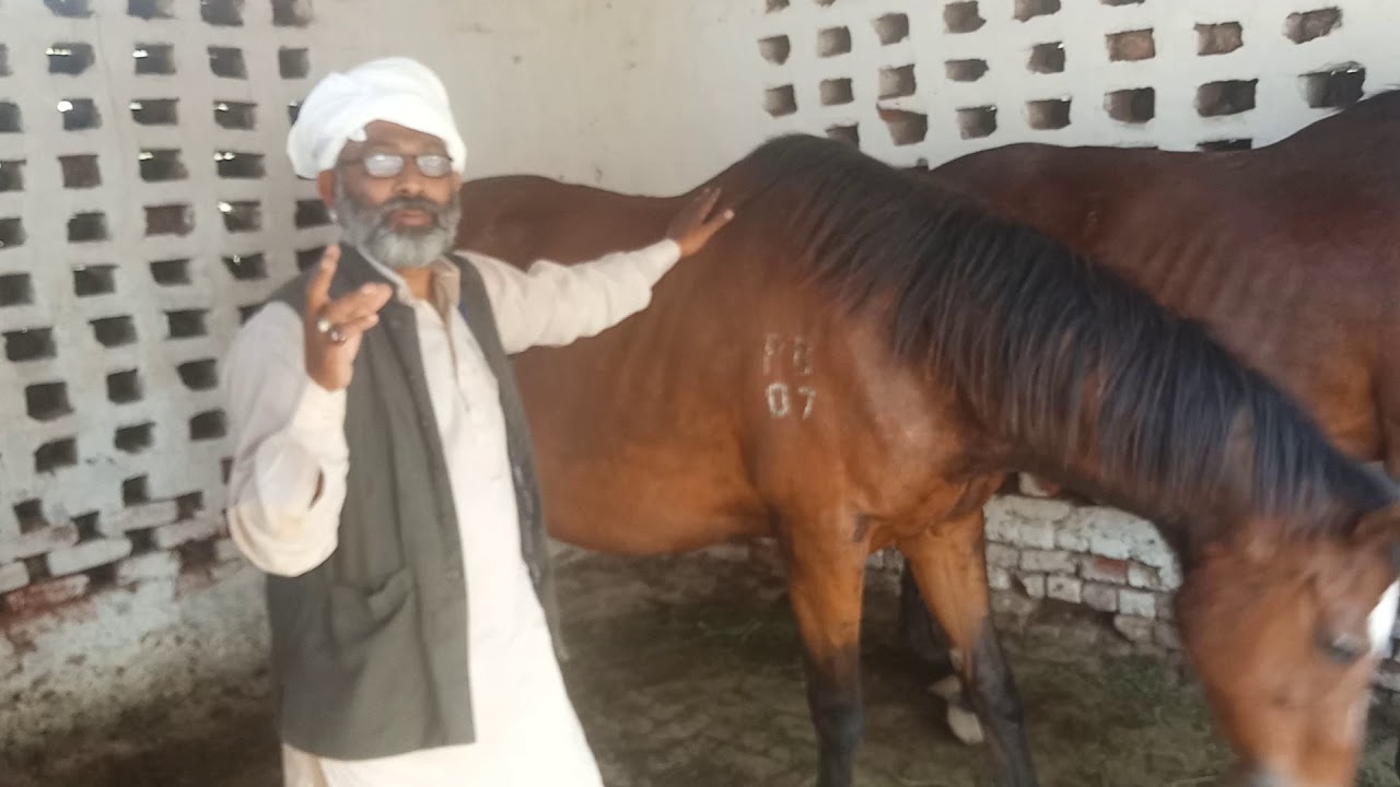 beautifull horses baig stud faram lahore ma by nawaz horse wala channel