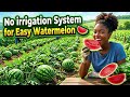 No Irrigation System for Massive Watermelon