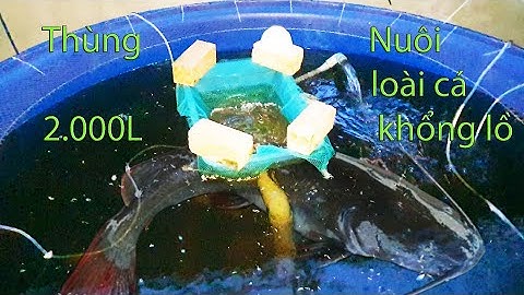 Nuôi cá lăng đuôi đỏ trong thùng nhựa sống tốt/loài thuỷ quái có thể đạt 200kg/con