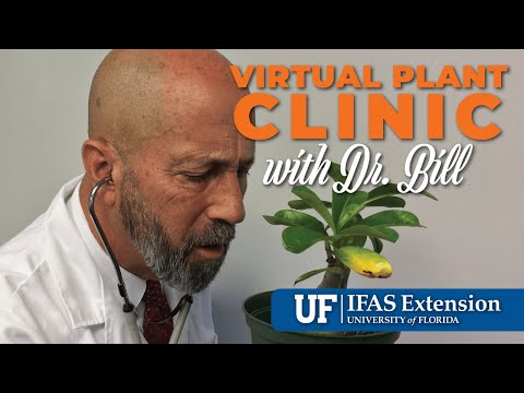 The Virtual Plant