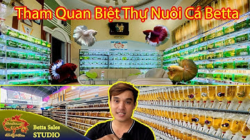 Tham Quan Biệt Thự Nuôi Cá Betta | Trại Cá Betta Sales | 0777678979