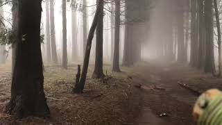 Beccacce nella nebbia by Nino Randazzo 4,872 views 3 years ago 5 minutes, 5 seconds