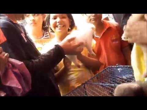 adopt dog las vegas Bussy Puppy Bazar Galiff Street Kolkata l Together