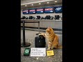Day 283 - Flight Canceled at the Airport / 極寒キャンセル、現場対応 🐾#PumpkinLog #CatShorts