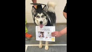 PAWSitive Changes Graduate -- Timber -- trained and ready for forever home!