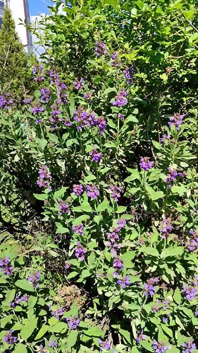 26 април 2024 г. Градински чай,Салвия,Salvia officinalis,билка ...