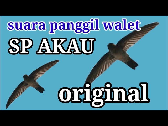 AKAU SP ORIGINAL / suara panggil walet akau original class=