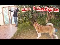 ردة فعل كلب شرس وحراسة اذا حرامي حاول يسرق البيت !!