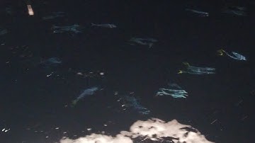 Cuộc Sống Biển, Đàn Cá Dủa Bèo Biển |Câu Mực Biển Tây #29