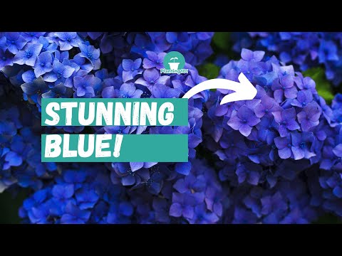 Video: Blauwe hortensia: planten en verzorgen. Hoe zorg je voor blauwe hortensia