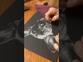 Full Timelapse — malinois puppy scratchboard drawing!