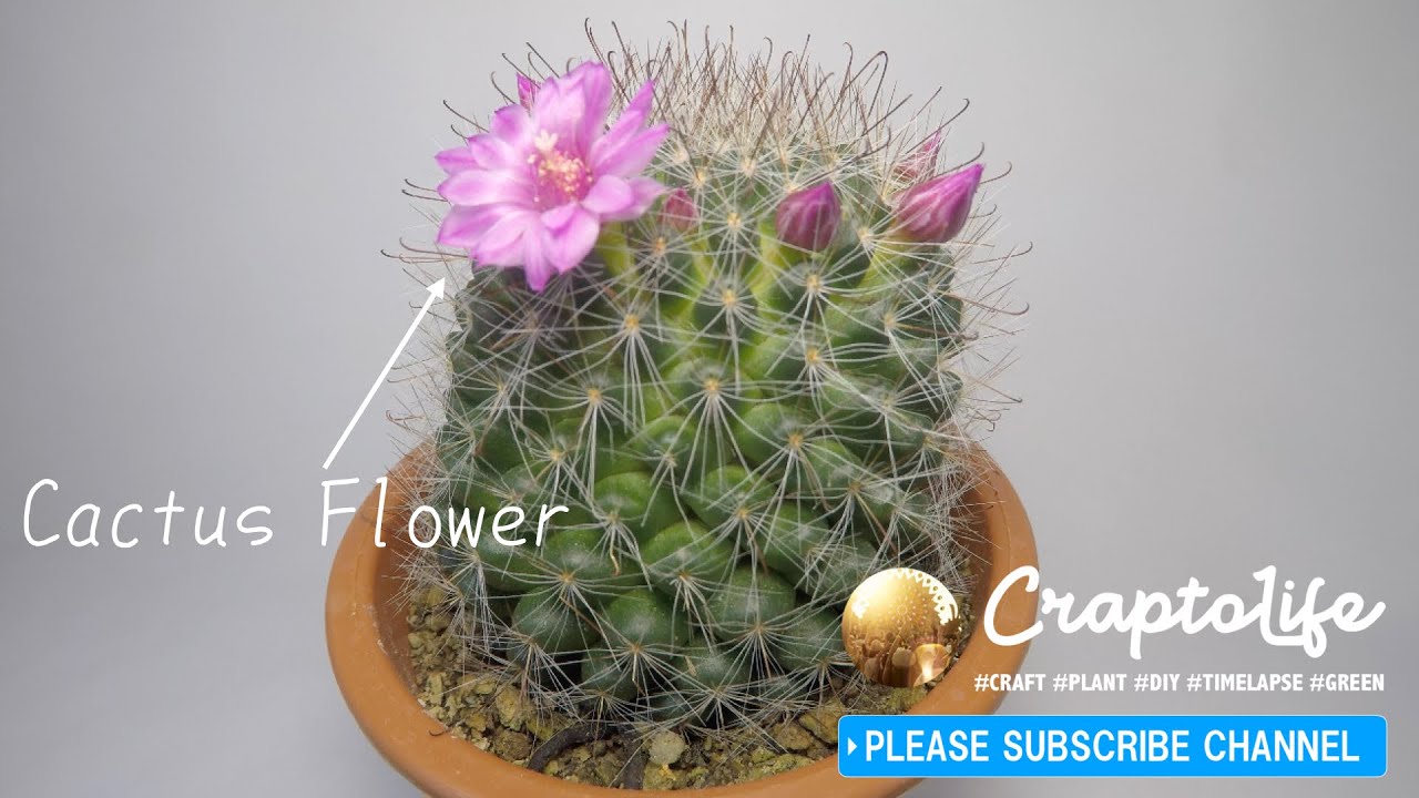 花サボテンが開花するタイムラプス。GO PRO HERO5 BLACKで撮影。 - YouTube