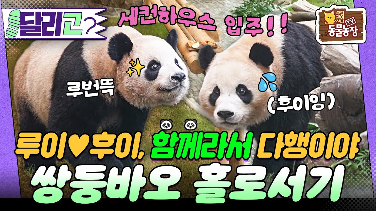 [🏃‍#달리GO] 엄마 품 떠나는 날💧사랑을 품고 세상으로 나아가는 루이후이의 독립일기🐼💗 #TV동물농장 #달리 #DALI