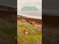 TARGETING THE BRAIN'S PREDICTIVE MECHANISMS #THECANINEBRAINISAPREDICTIVEMACHINE #DOGCOGNITION
