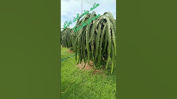 Nấm đối kháng trichoderma đối với đất ,rễ và khả năng hấp thu dinh dưỡng , sức khoẻ cây trồng