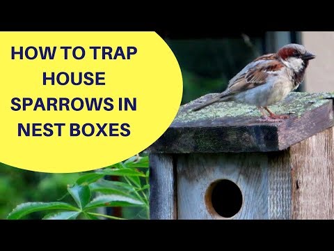 How to Trap House Sparrows in a Nest Box 2018
