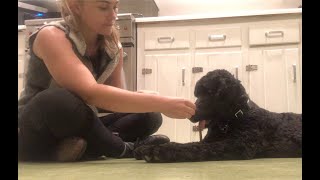 The Thank You Game | Trading with your dog to prevent resource guarding
