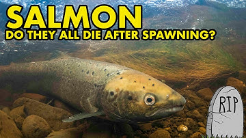 Do All Salmon Die After Spawning? : FISH MYTHS UK