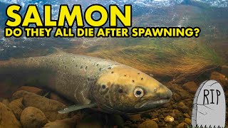 Do All Salmon Die After Spawning? Fish Myths Uk