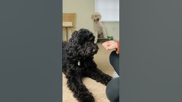 The RIGHT Way to Train Leave It to Your Dog!