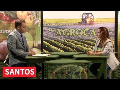 NAJTRAŽENIJI HIBRIDI KUKURUZA KOMPANIJE "BAYER" NAJTRAŽENIJI HIBRIDI KUKURUZA KOMPANIJE "BAYER"