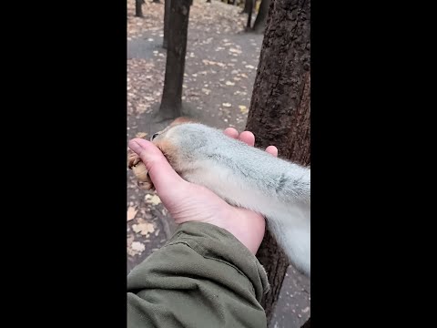 Положил белку на ладонь / I put the squirrel on my palm