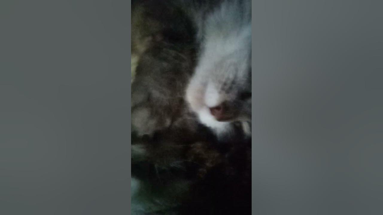 кот на чиле🤟 - YouTube
