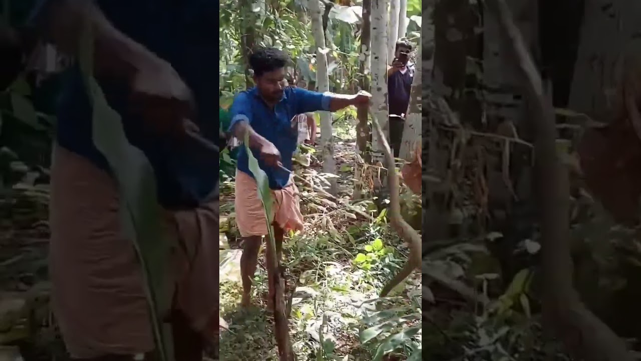 snake Rescue Kerala