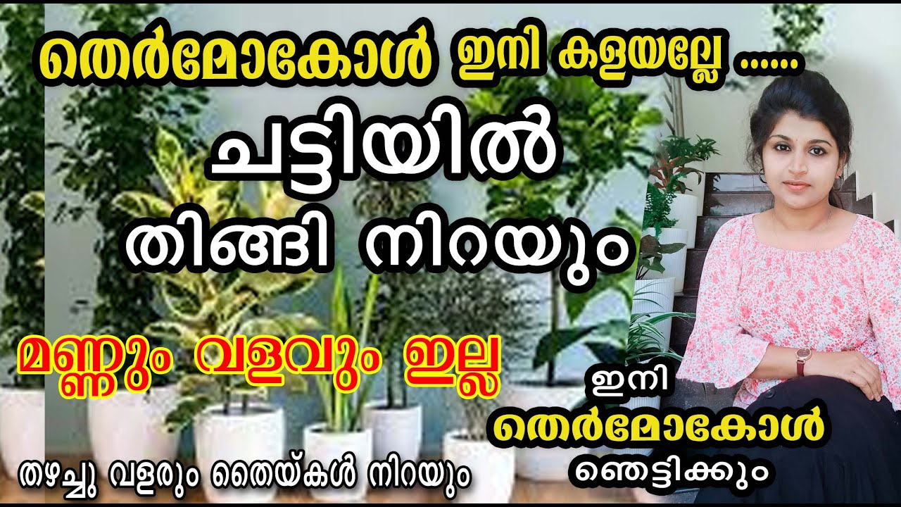 ഇനി വീട്ടിലുള്ള തെർമോകോൾ മാത്രം മതി ചെടികൾ നട്ട് വളർത്താൻ/ തെർമോ കേൾ/Malayalam/poppy happy vlogs