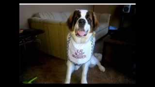 Embroidered Dog Drool Bib For Newfoundlands And More