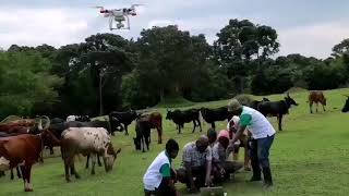 Monitoring Cattle with drones 🌍 Africna Farming